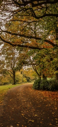 feuille, marron, plante, arbre, paysage naturel