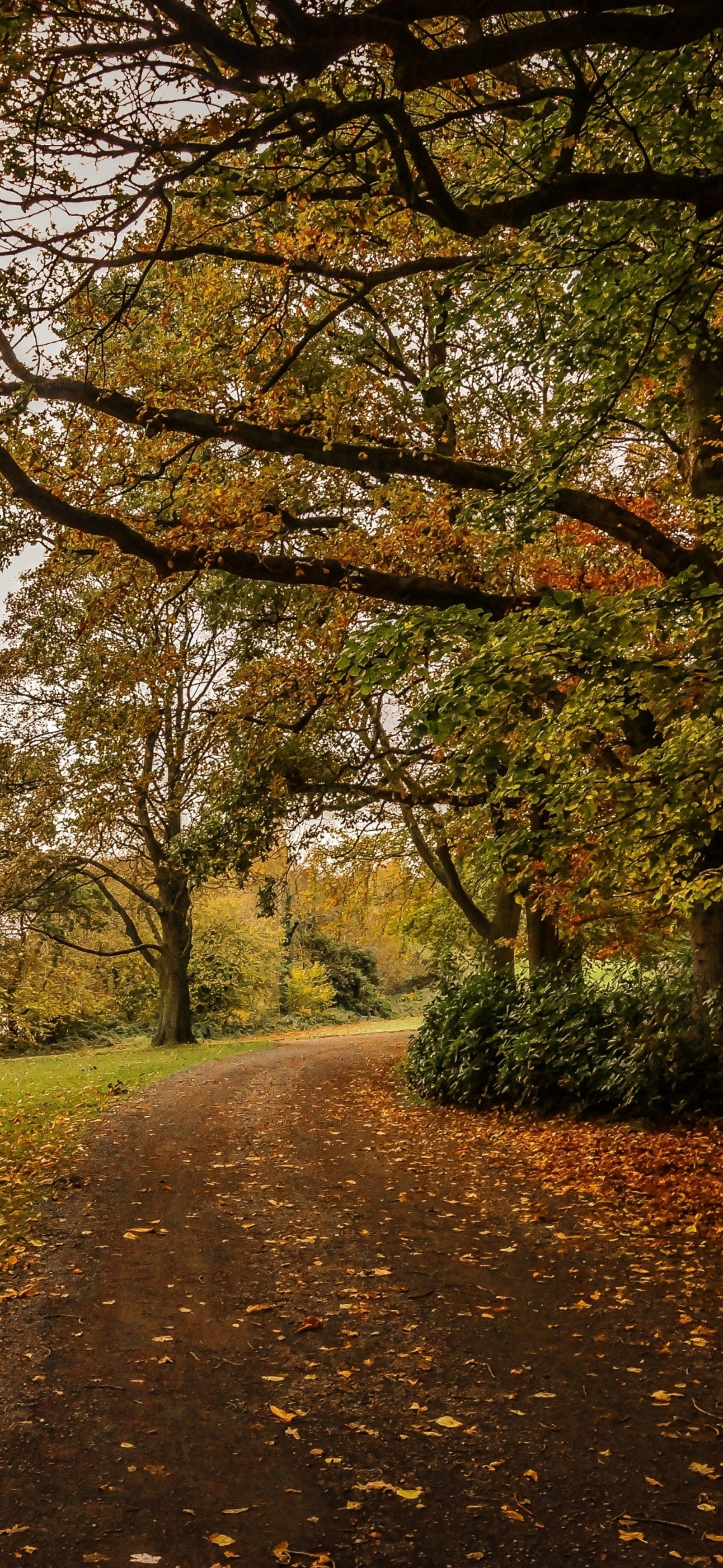 Il y a un banc qui se trouve au bord d'une route (feuille, marron, plante, arbre, paysage naturel)