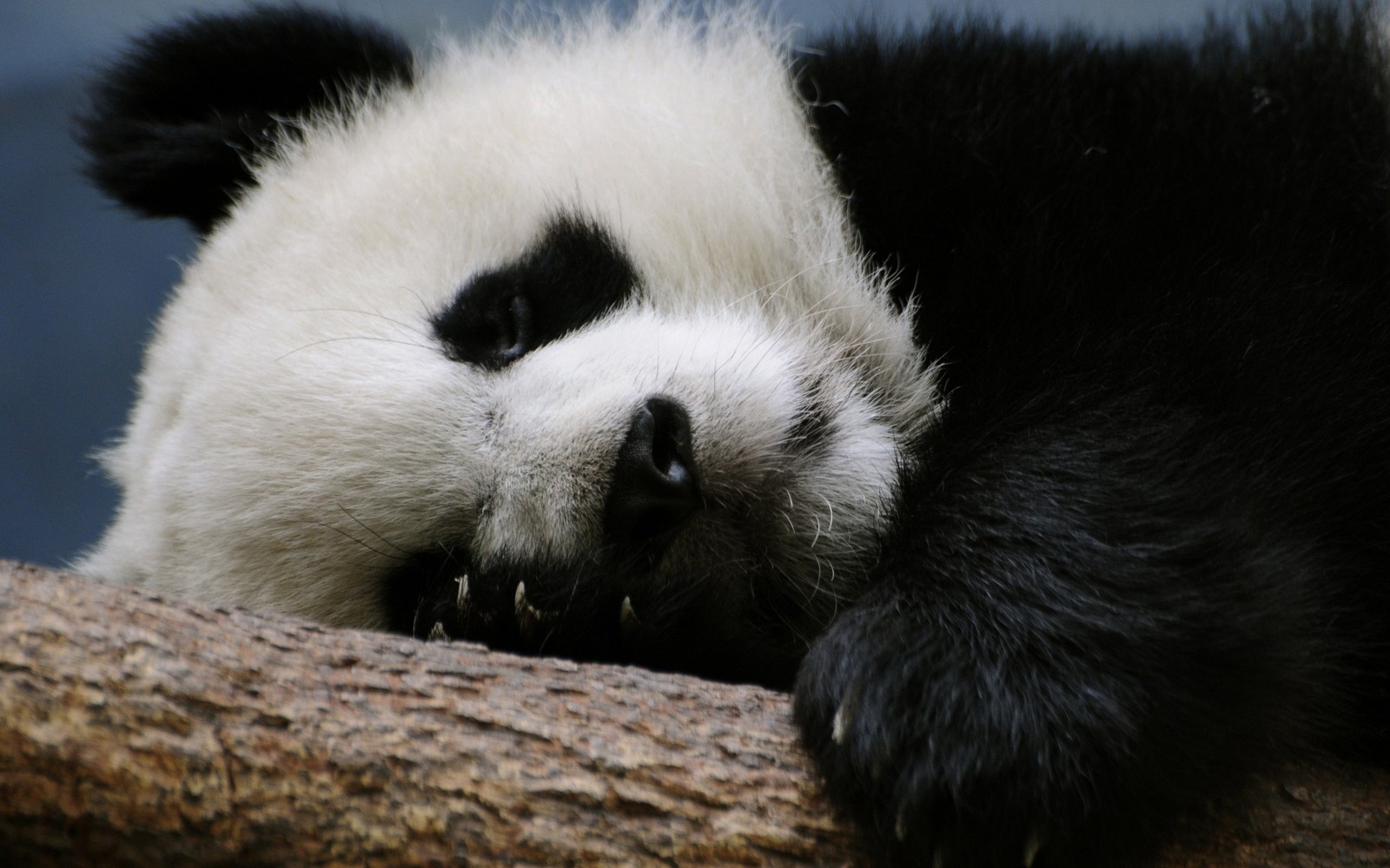 Ours panda couché sur une branche d'arbre les yeux fermés (panda géant, nez, ours, museau, animal terrestre)