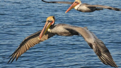 Pelicanos voando sobre a água