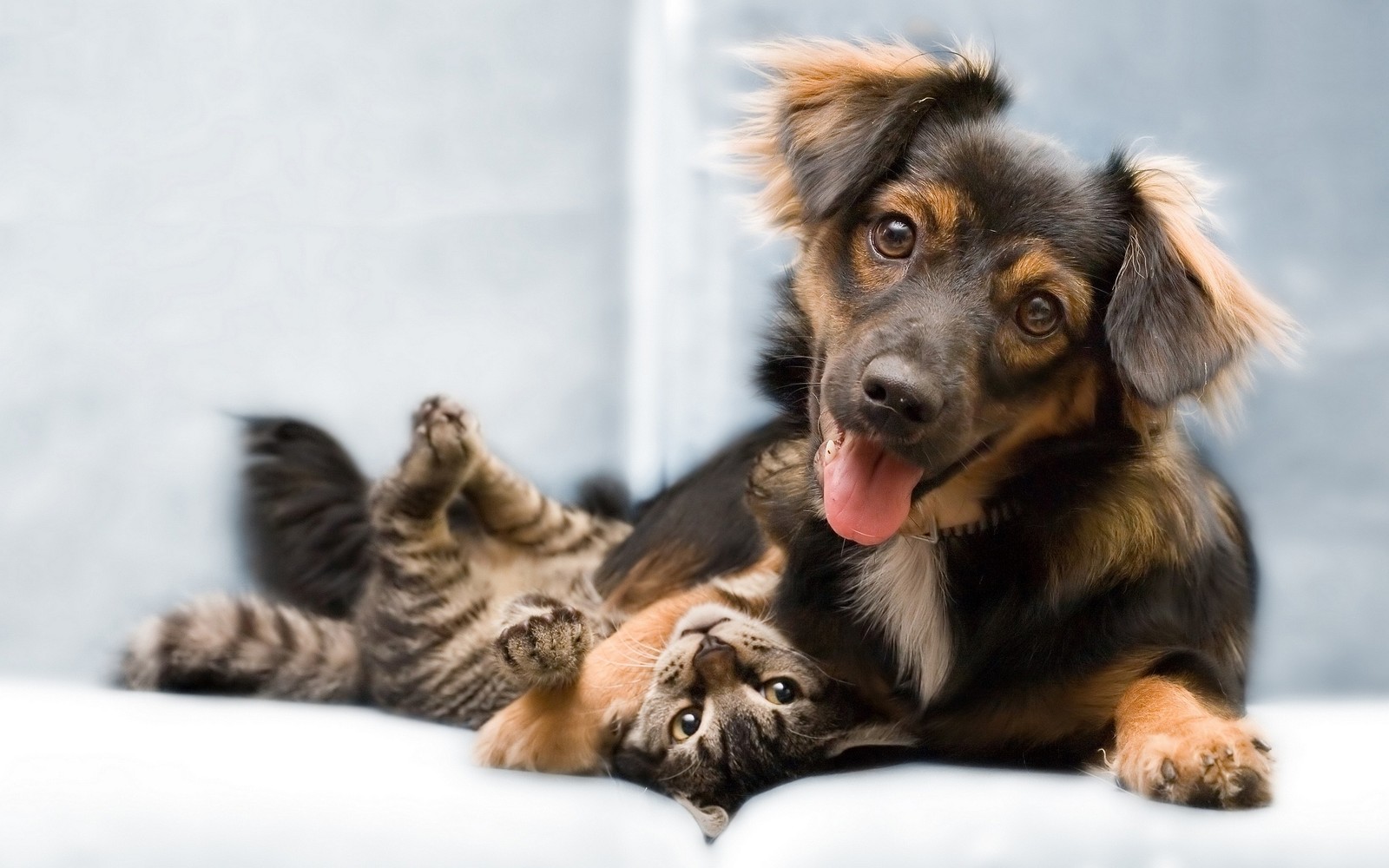 There is a dog and a cat laying on a couch (cat, kitten, dog breed, dog, puppy)