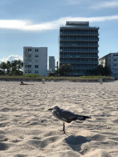 Uma gaivota está na praia de areia de Miami, com torres de condomínios modernos ao fundo.