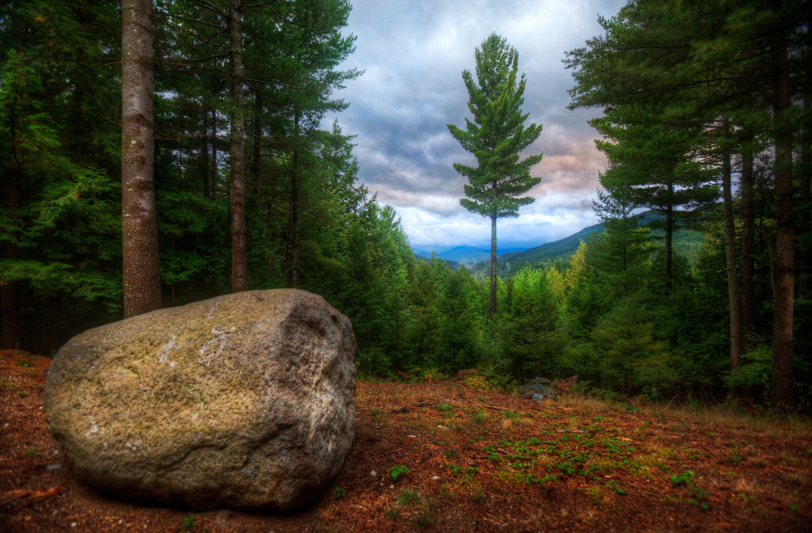 Une vue arabe d'un gros rocher dans une forêt avec une montagne en arrière-plan (forêt, arbre, nature, sauvage, boisé)