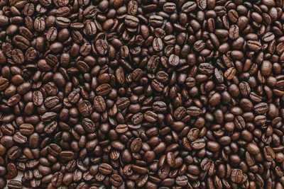 Close-Up of Jamaican Blue Mountain Coffee Beans