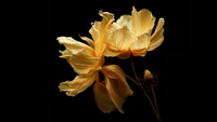 yellow flowers, digital render, black background, xiaomi, stock wallpaper