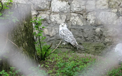 ave, pico, vida silvestre, lechuza, zoológico