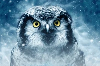 snowy owl, owl, bird, bird of prey, beak wallpaper