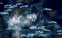 Delicate white flowers amid lush greenery in soft focus.