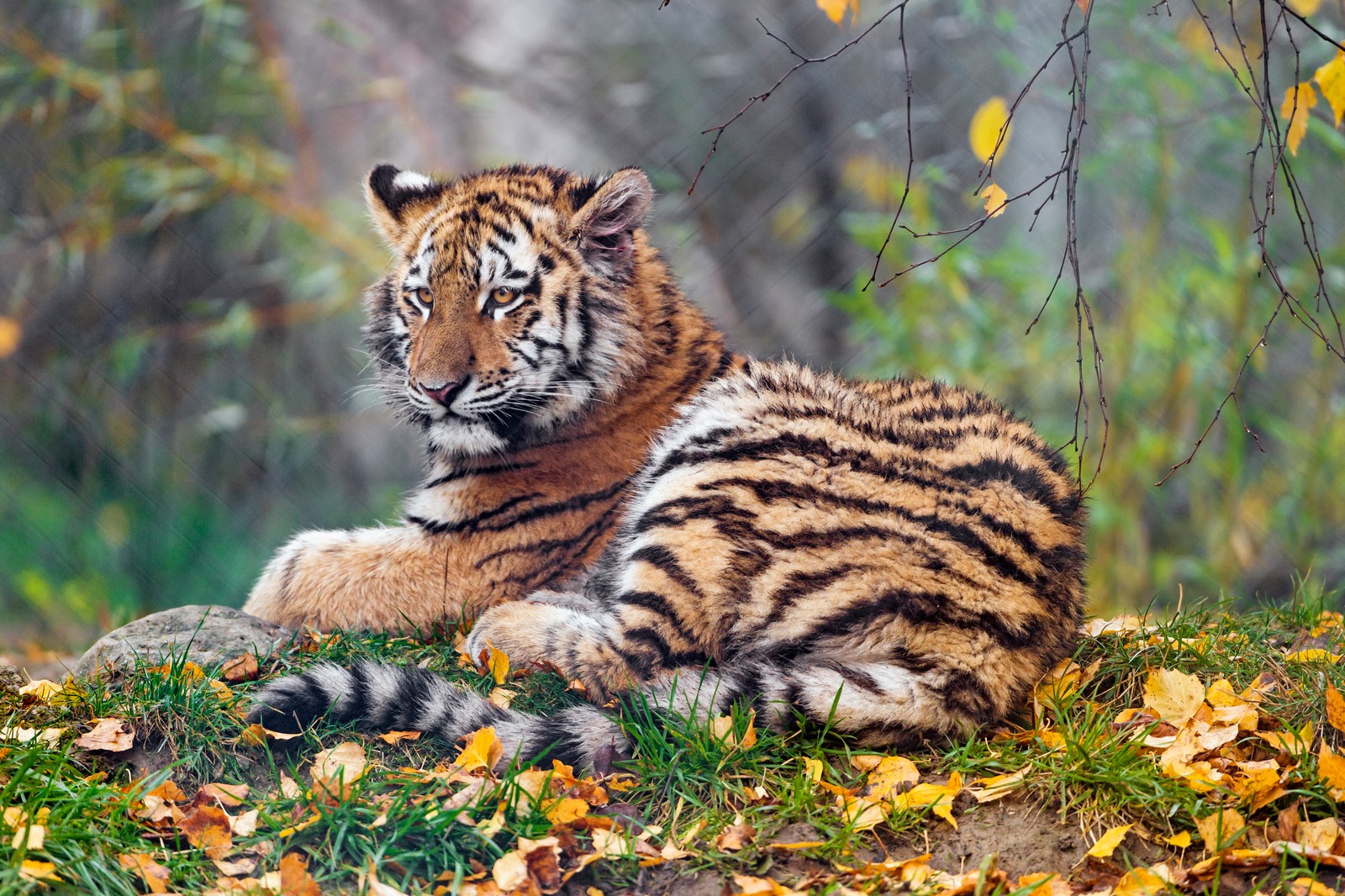 Hay un tigre tumbado en la hierba (joven tigresa, hojas de otoño, hierba verde, animal salvaje, zoológico)