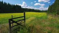 Paysage de prairie vibrant avec une porte en bois et une végétation luxuriante