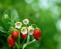 Fresh Strawberries with Blossoms on a Green Background