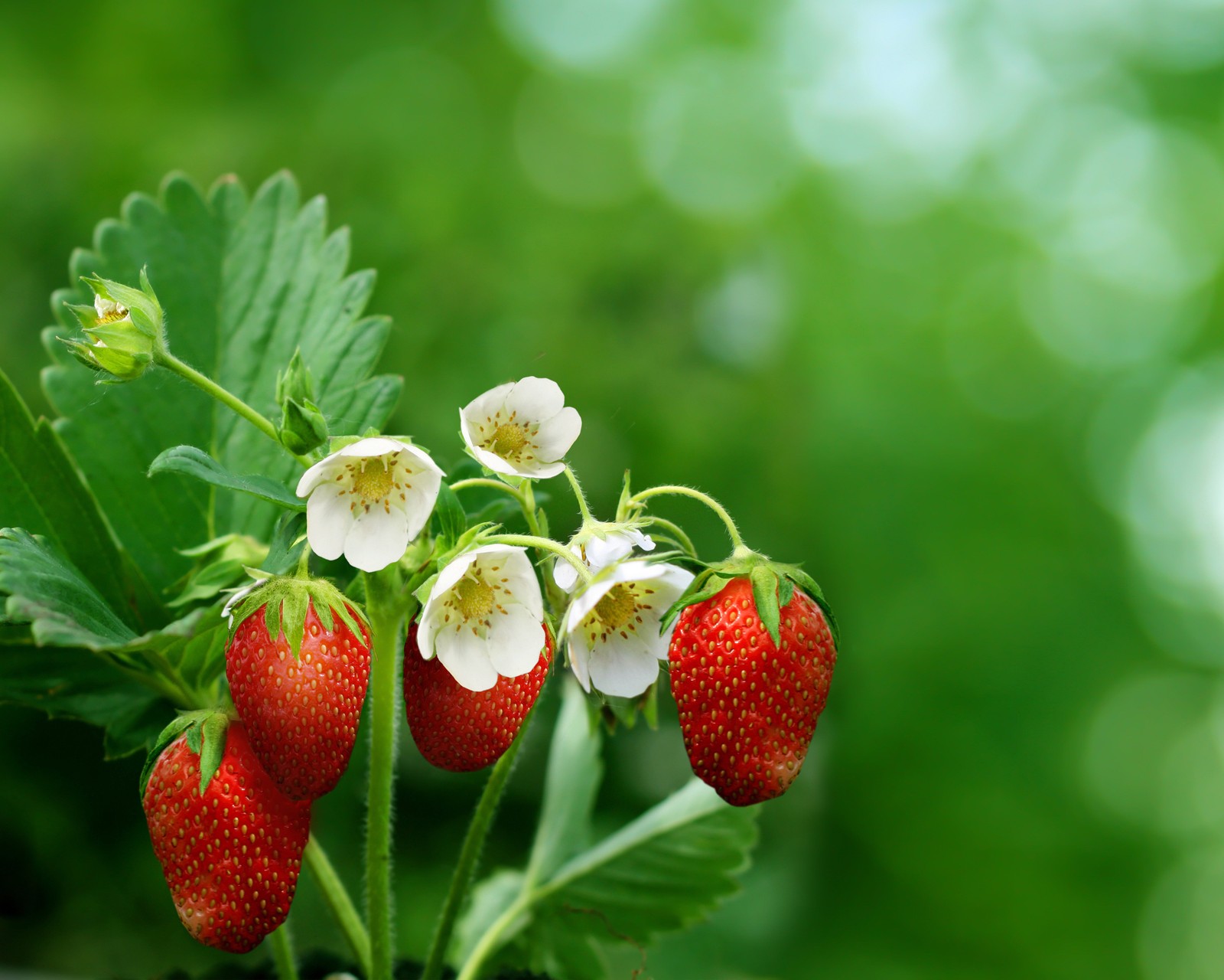 Hay tres fresas creciendo en una planta con hojas verdes (fresa, baya, fruta, planta floreciendo, planta)