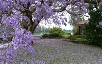 arbre, printemps, lilas, violet, plante