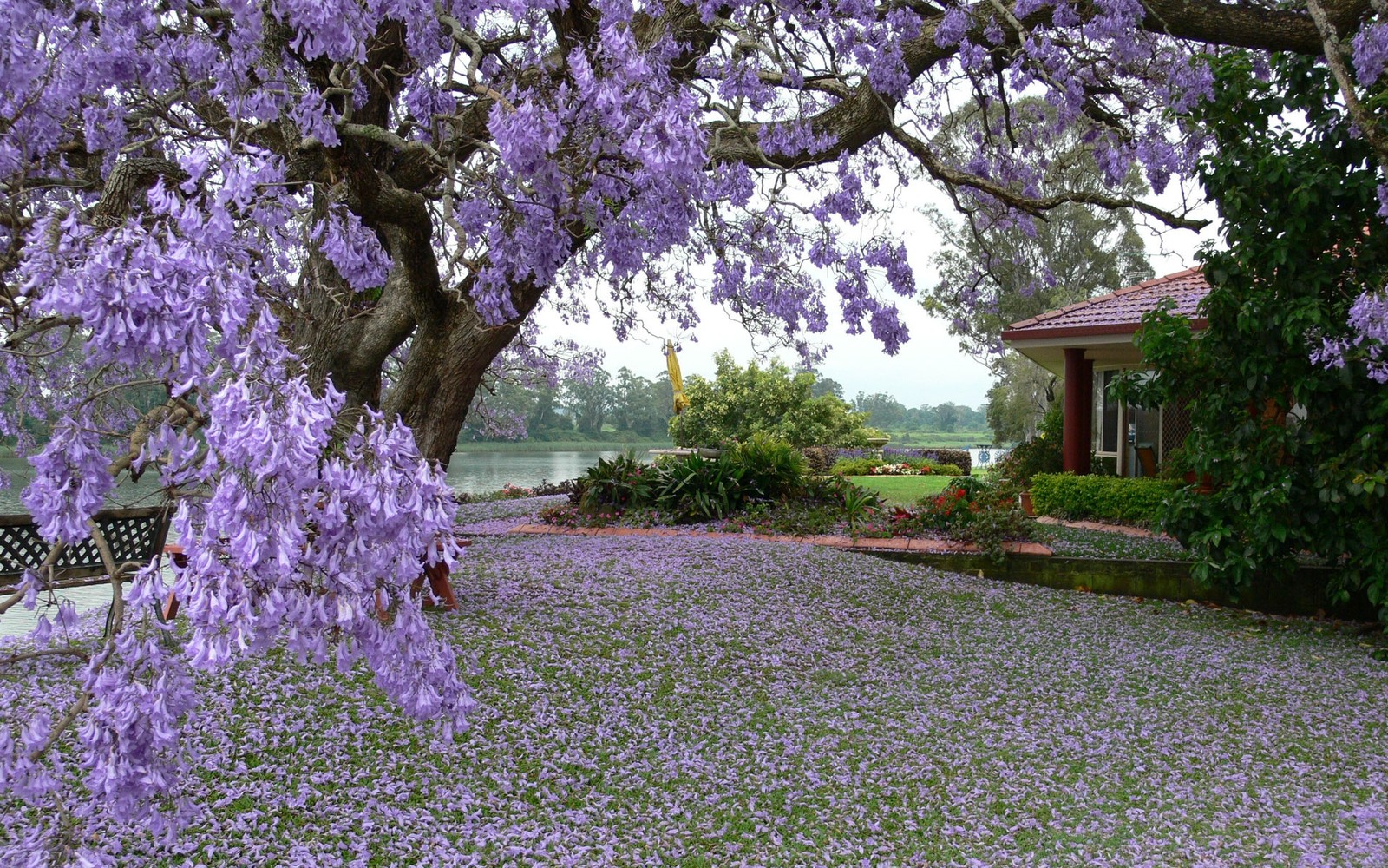 Lila blumen auf dem boden vor einem haus (baum, frühling, flieder, lila, pflanze)