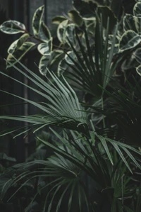 Lush Greenery: A Close-Up of Tropical Foliage and Leafy Vegetation