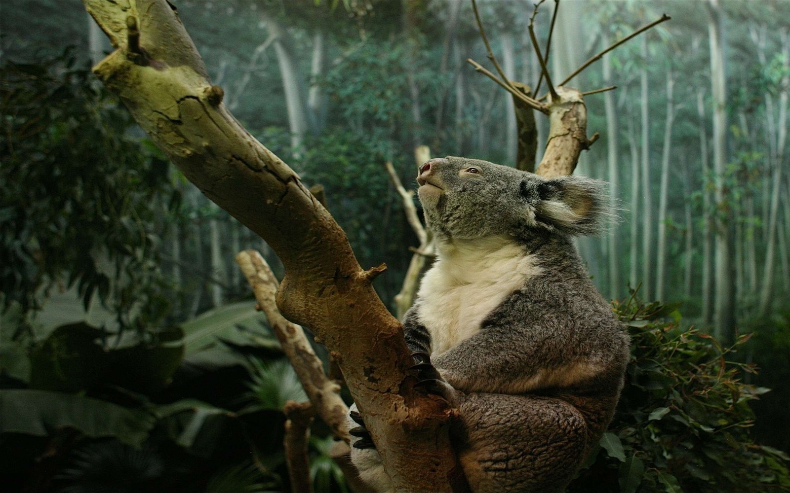 Коала сидит на ветке дерева в лесу (коала, дикая природа, наземное животное, дерево, ветвь)