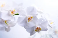 Delicate white moth orchids adorned with droplets, showcasing their intricate petals in a serene spring ambiance.