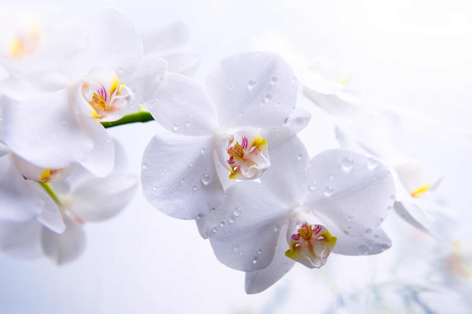 Il y a beaucoup de fleurs blanches avec des centres jaunes dans un vase (orchidée papillon, printemps, orchidées, plante, blanc)