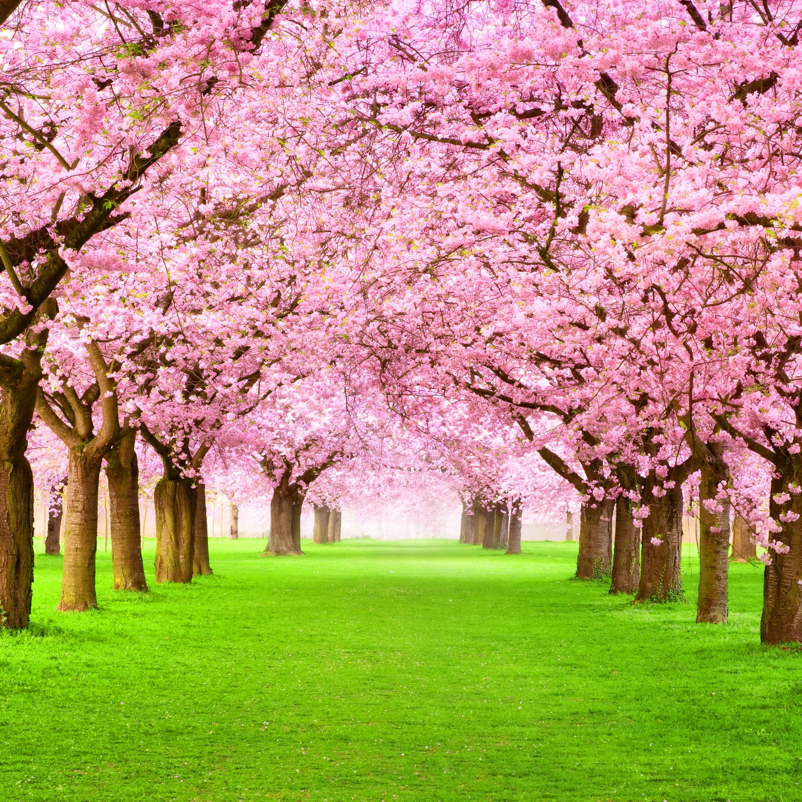 Une rangée d'arbres roses dans un parc avec de l'herbe verte (beau, herbe, parc, printemps, arbres)