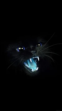 animal, black cat, cat wallpaper