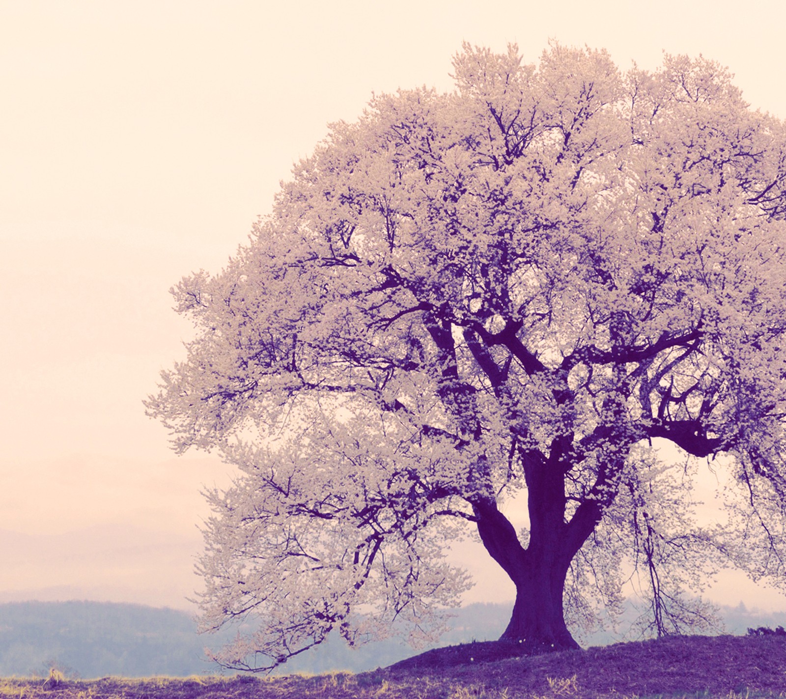 There is a large tree that is on a hill with a bench (landscape, nature, tree)