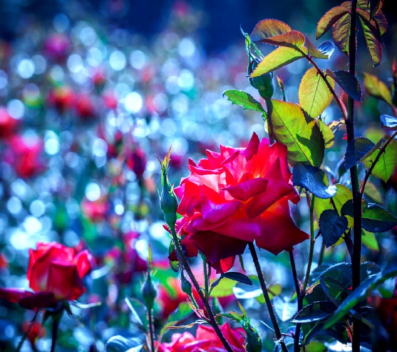 Viele rote rosen in einem feld aus grünen blättern (rose)