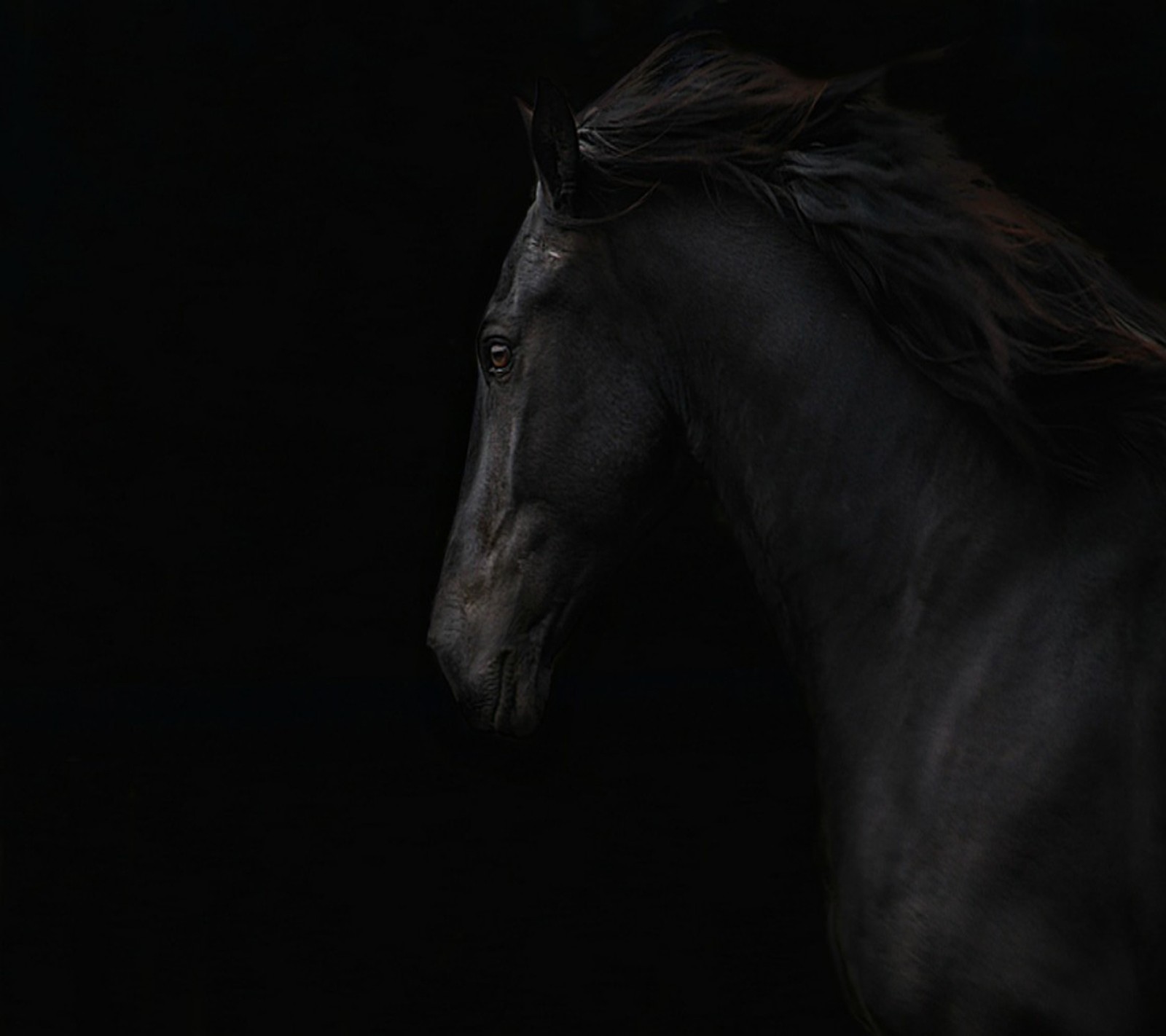 There is a black horse that is standing in the dark (beauty, black)