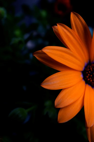 flor, amarillo