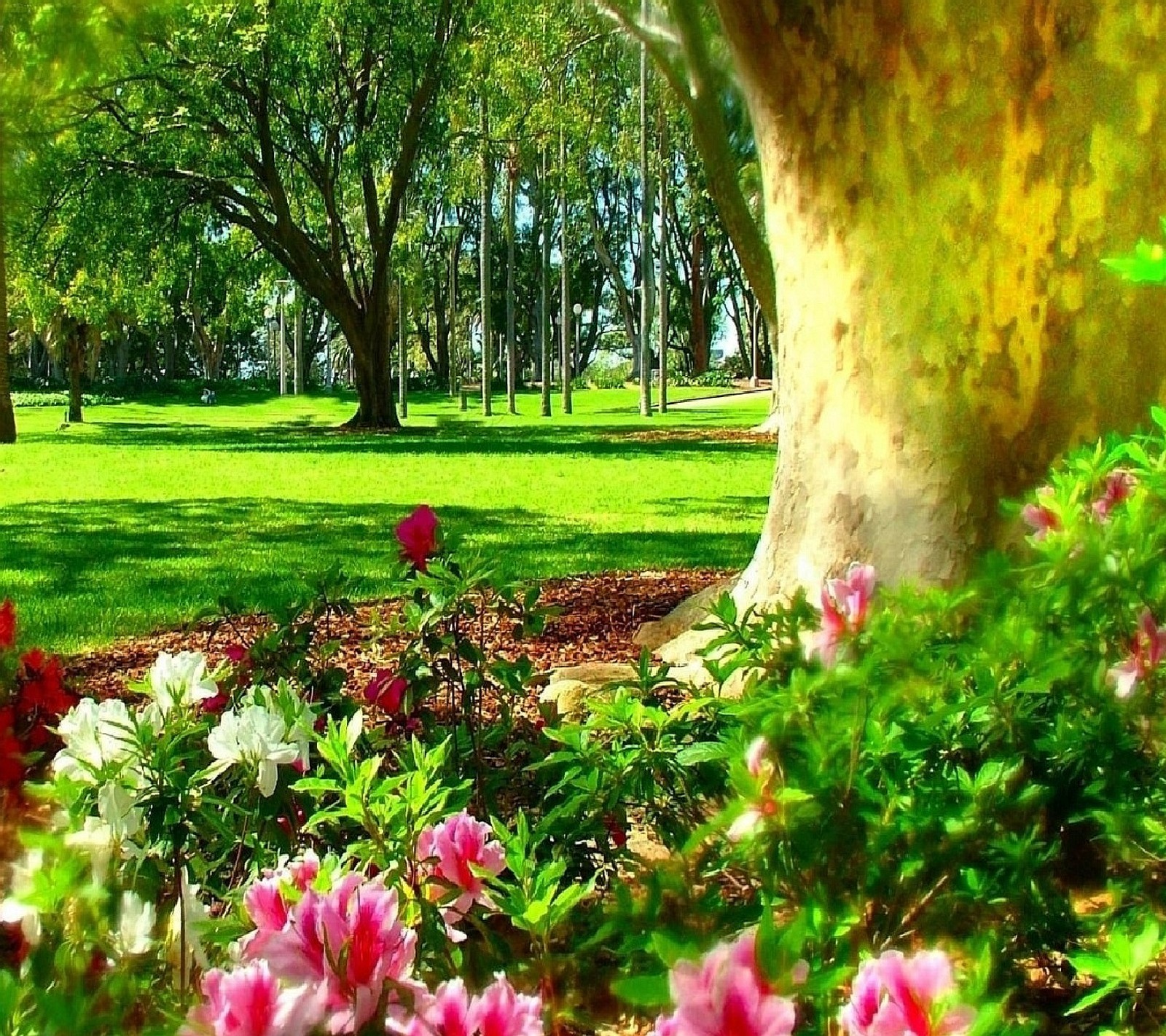 Hay un gran árbol en el centro de un parque con flores (naturaleza)