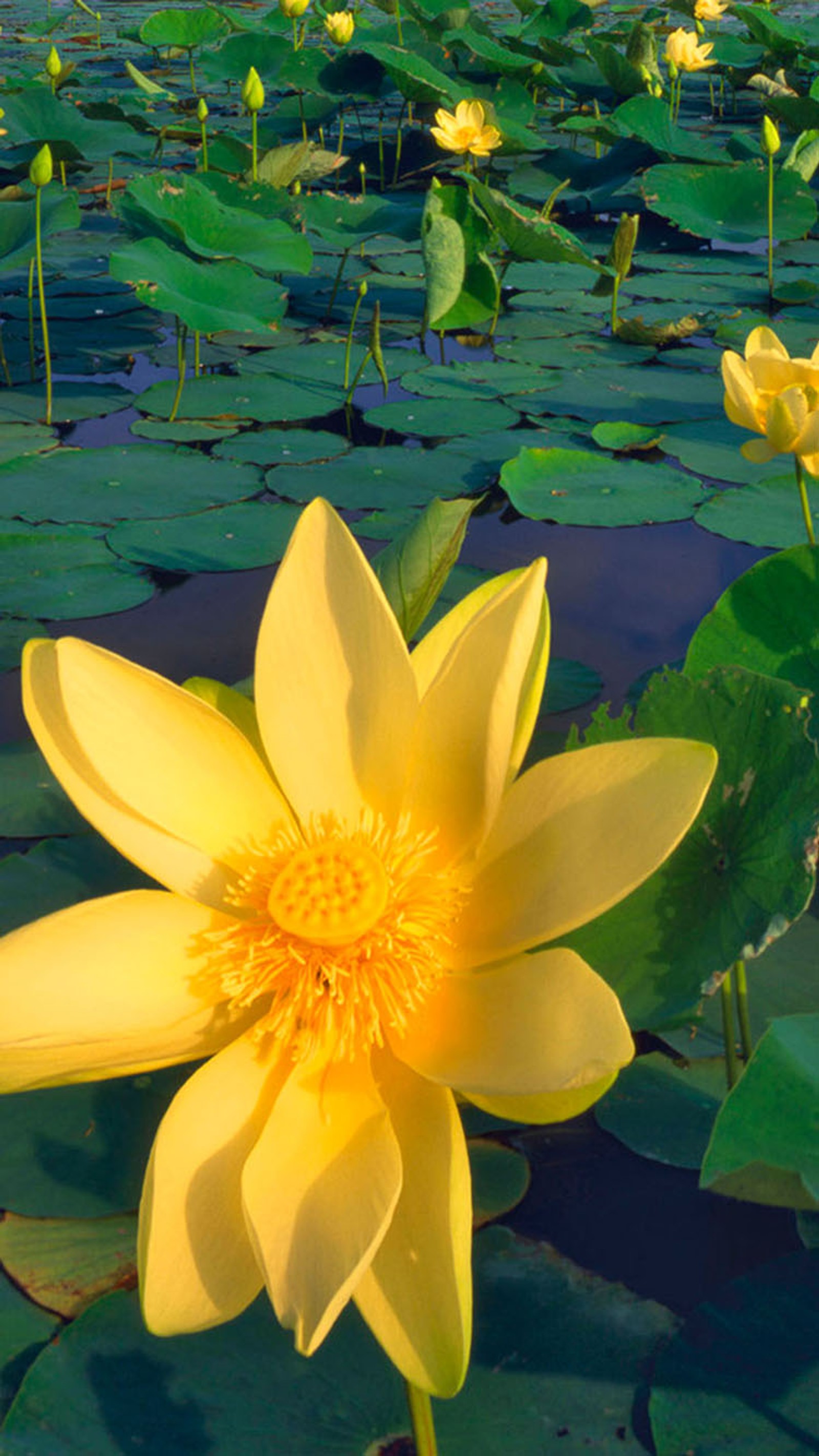 Un nénuphar jaune dans un étang avec des feuilles vertes et des nénuphars (fleurs, jaune)