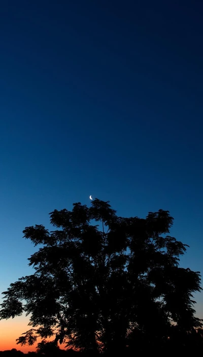 azul, cielo, estrella, atardecer, árbol