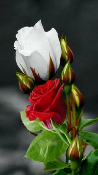 Elegant White and Red Roses with Buds