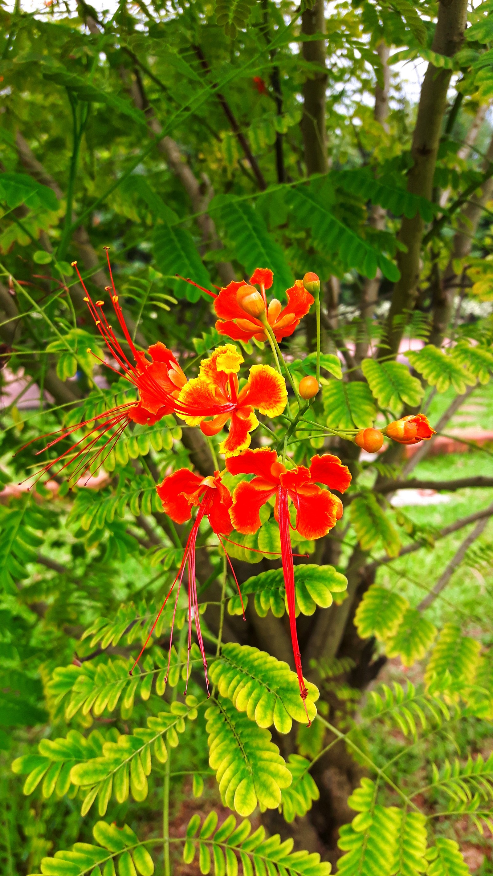 Una flor roja que crece en un árbol (flor, krishnochura, rojo, verde, naturaleza)