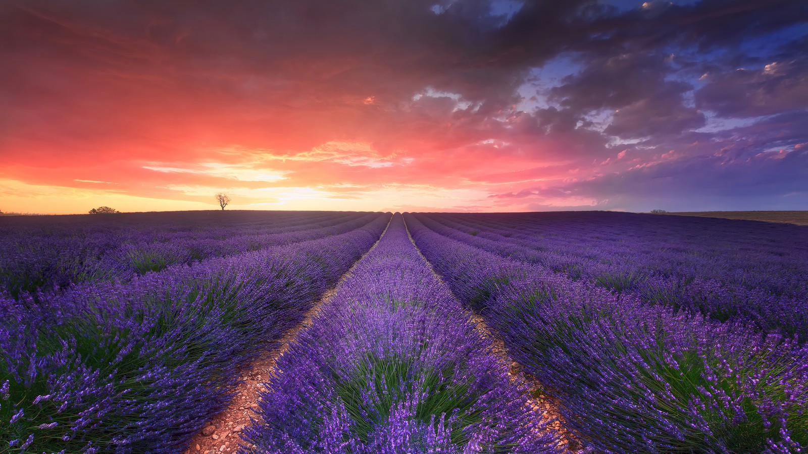 Un campo de flores de lavanda al atardecer con un árbol solitario a lo lejos (lavanda, flor, campo, atardecer, naturaleza)