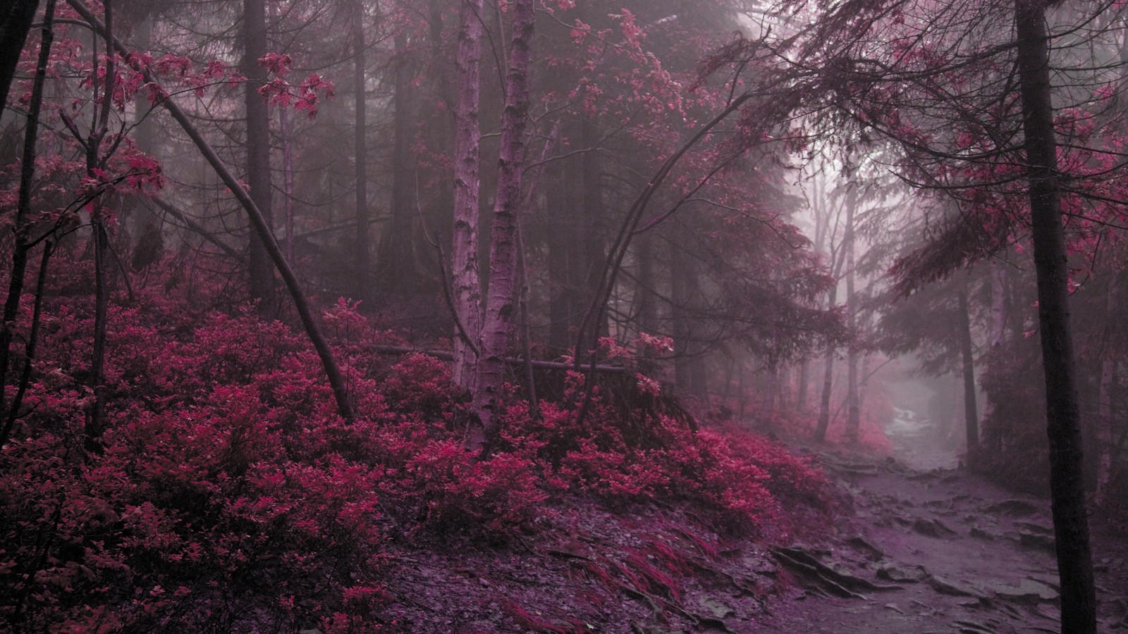 Imagen de un camino en un bosque con flores rosas (atmósfera, dibujo, naturaleza, paisaje natural, bosque encantado)