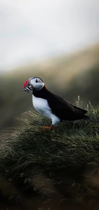 Atlantic Puffin perched on grass with a vibrant beak.