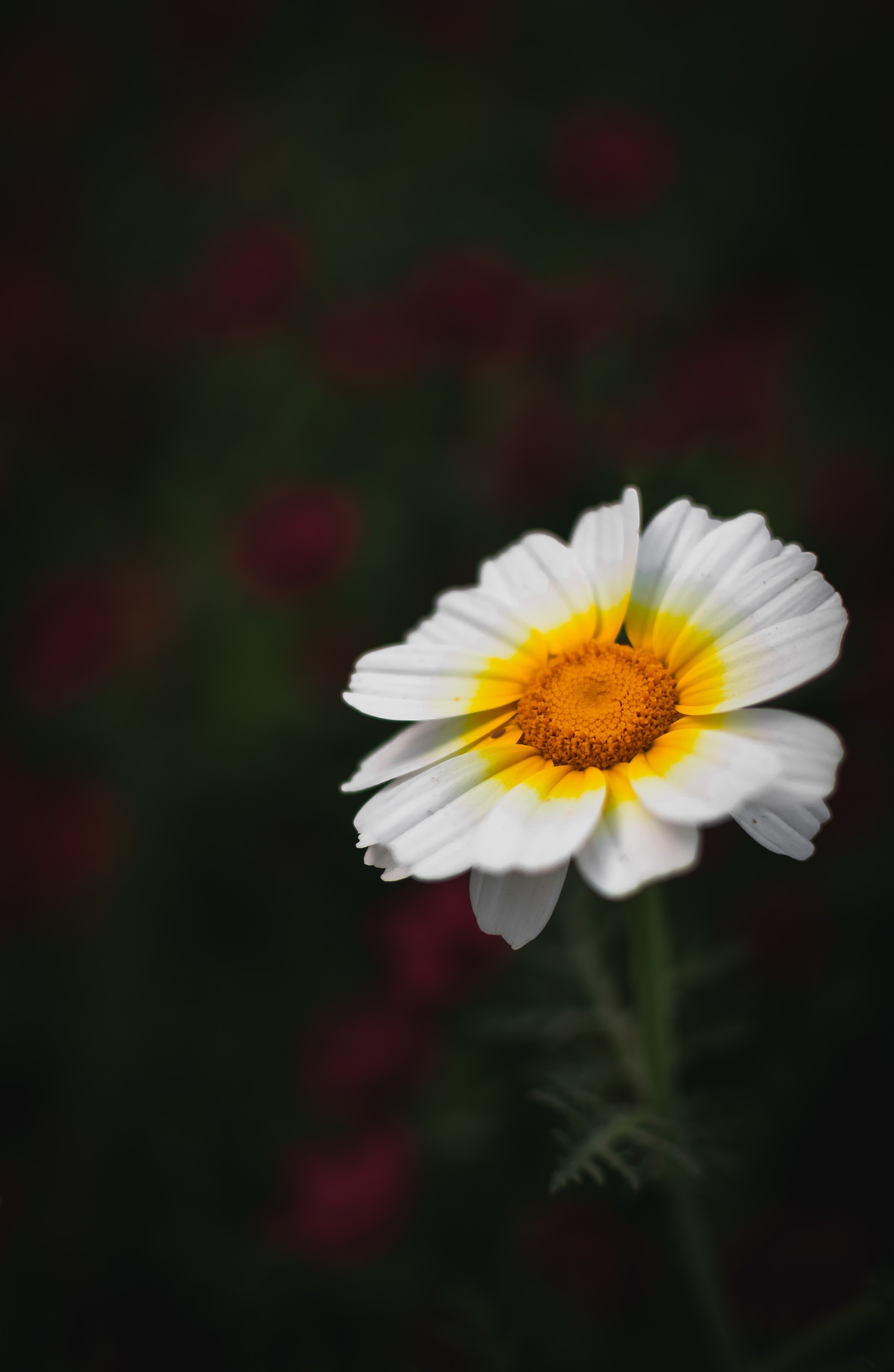 Descargar fondo de pantalla flor, planta floreciendo, pétalo, planta, amarillo