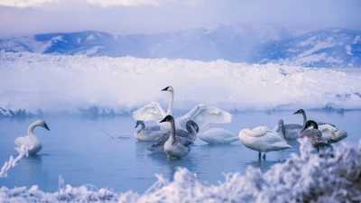 Cygnes gracieusement au milieu d'un paysage enneigé