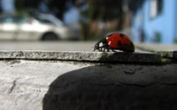 insekt, arthropode, macro, naturfotografie, wirbellose