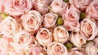 Bouquet de roses floribunda rose pastel