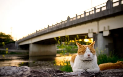 Peaceful kitten resting by a riverbank at sunset.