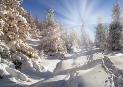 Paysage d'hiver ensoleillé avec des sapins couverts de neige