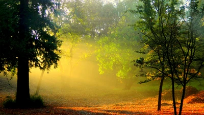 natur, baum, sonnenlicht, morgen, youtube