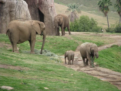 zoo, éléphant, animal terrestre, éléphants et mammouths, faune