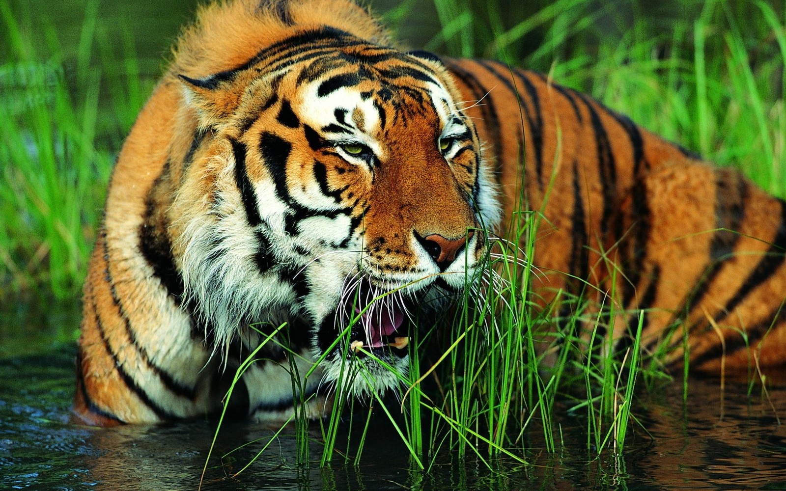 Há um tigre que está em pé na água comendo grama (leão, tigre de bengala, felino grande, fauna, animal terrestre)