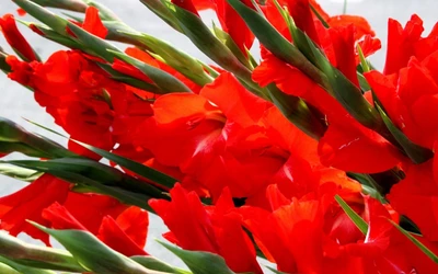 Vibrant Red Gladiolus Blooms in Full Bloom