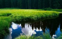 nature, reflection, water, nature reserve, vegetation wallpaper