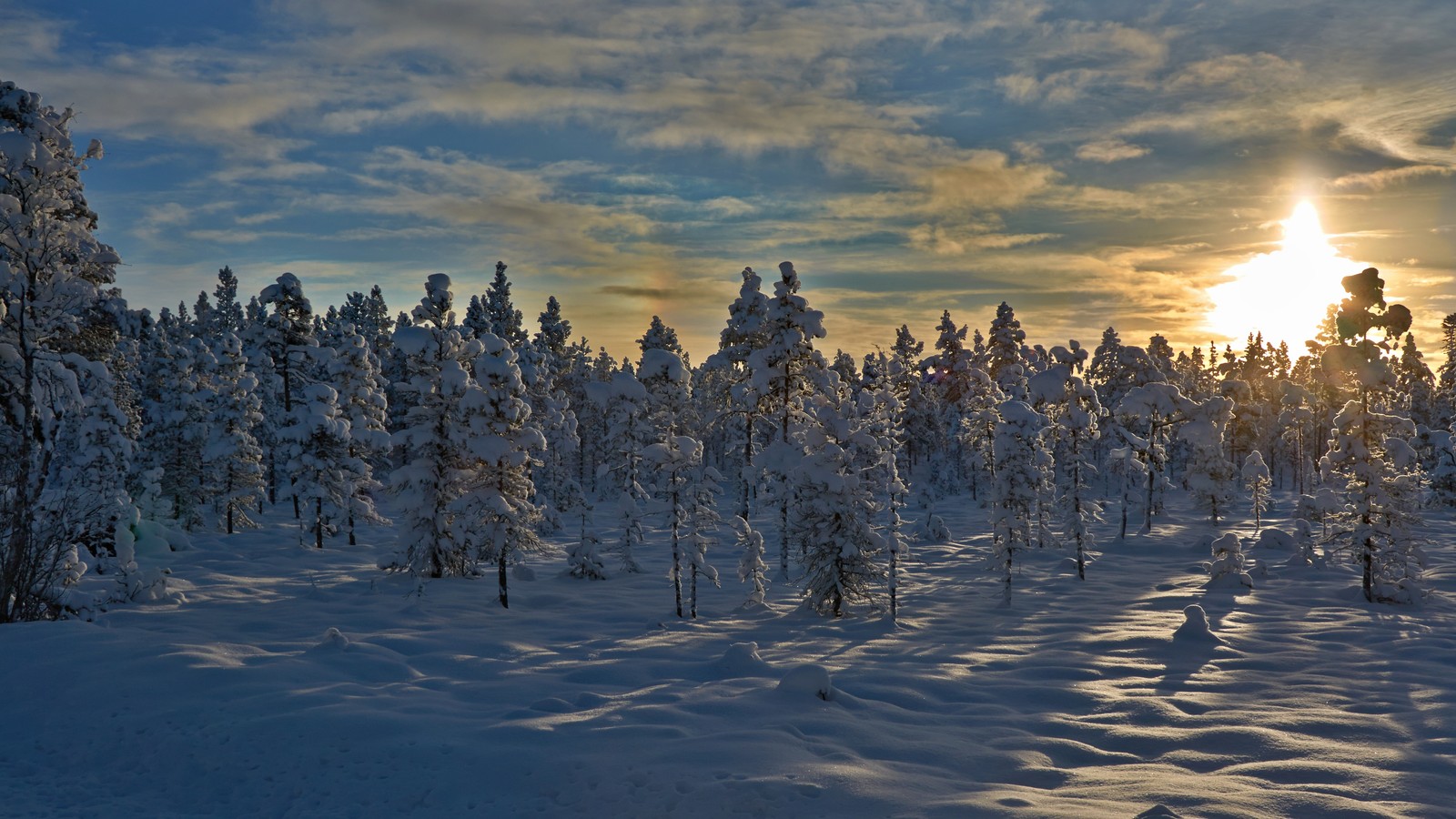 Vista de un bosque nevado con el sol poniéndose de fondo (nieve, invierno, árbol, congelación, tundra)