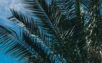 Vibrant Palm Tree Fronds Against a Clear Sky