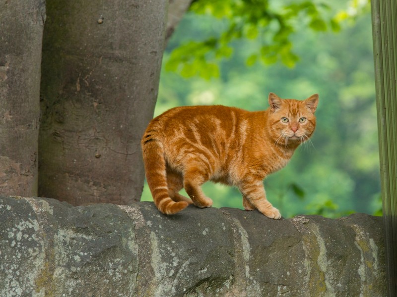 Кот, стоящий на стене рядом с деревом (европейская короткошерстная, полосатый кот, кошки маленьких и средних размеров, фауна)